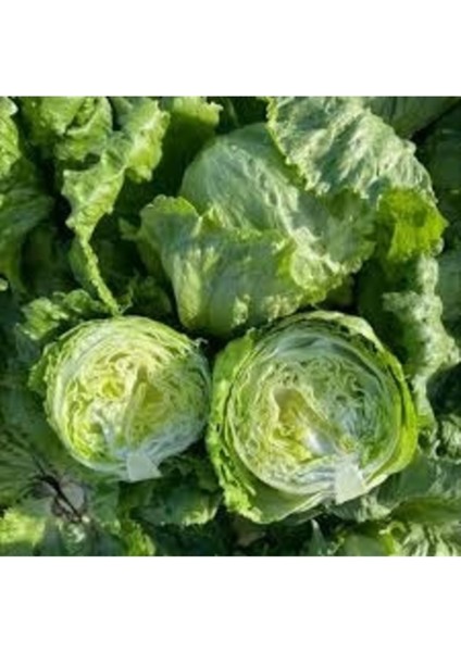 100 Adet Tohum Organik Yerli Köy Aysberk Aysberg Göbek Marul Tohumu Saksı Toprak fiyatları