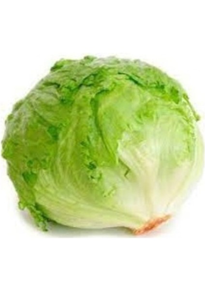 100 Adet Tohum Organik Yerli Köy Aysberk Aysberg Göbek Marul Tohumu Saksı Toprak modelleri