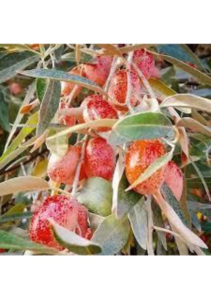 10 Adet Tohum Iğde Ağacı Tohumu Mis Kokulu Iğde Ağacı Sürpriz Bonzai Ağaç Tohumu Bonsai Tohum