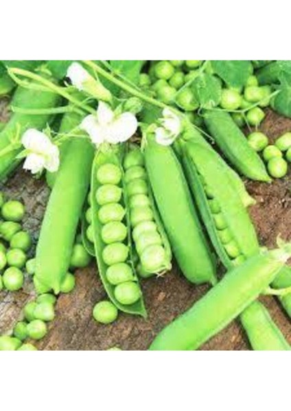 30 Adet Tohum Organik Geleneksel Bezelye Tohumu Saksı Toprak Hediyemizdir