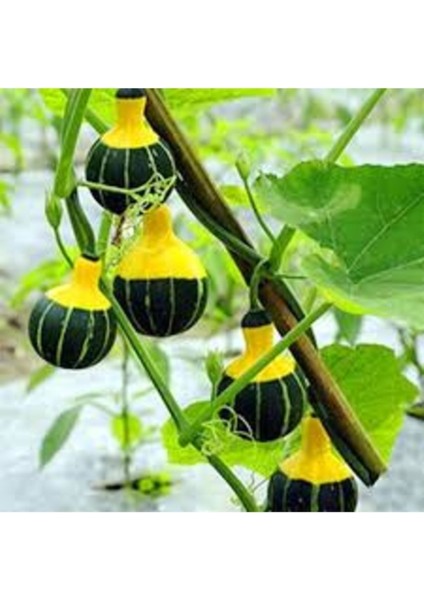 100 Adet Tohum Nadir Bulunan Japon Yeşil Sarı Süs Mini Süs Kabak Organik
