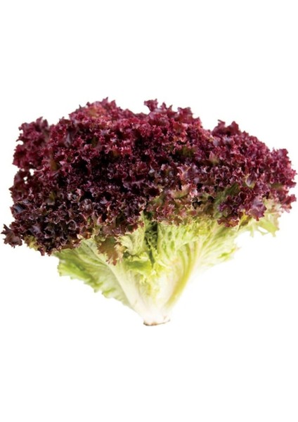 50 Adet Tohum Nadir Akdeniz Kıvırcığı Siyah Marul Tohumu Saksı Toprak Hediyemiz