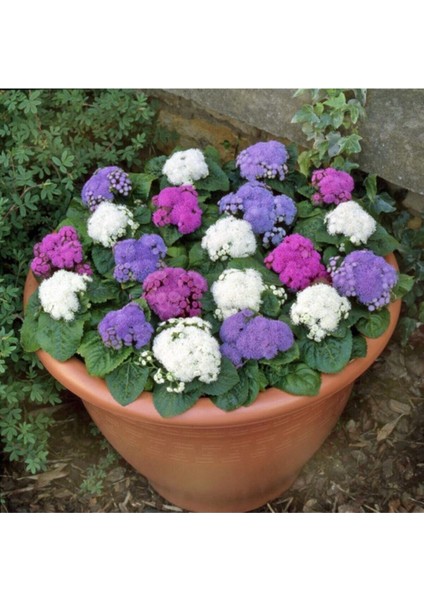 50 Adet Tohum Nadir Karışık Renkli Vapur Dumanı Çiçeği Tohumu Saksı Toprak Hediyelidir