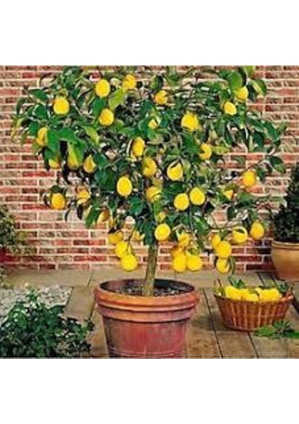10 Adet Tohum Bodur Bonsai Limon Ağacı Tohumu Italyan Limon Seti Saksı Toprak Sürpriz Hediye Tohum