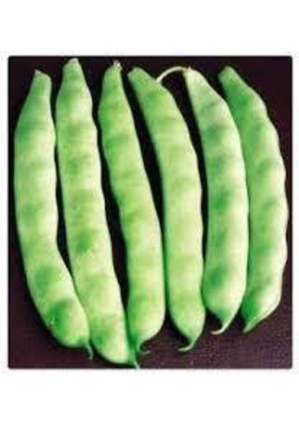 50 Adet Tohum Taze Organik Boncuk Ayşe Kadın Fasülye Yeni Mahsül Ayşe Boncuk Fasulye T