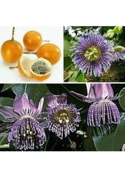 10 Adet Tohum Nadir Sarı Grandilla Tropikal Meyve Ağaç Tohumu Tutku Meyve Ağaç Tohum fiyatları