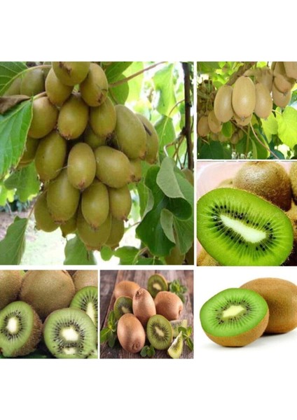 Kivi Ağacı Tohumu Yeşil Tatlı Kivi Tohumu 10 Adet Tohum Kalite fiyatları