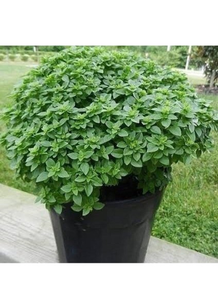 100 Adet Tohum Egzotik Kokulu Oromatik Top Reyhan Tohumu Yeni Hasat Saksı Toprak Hediyemiz