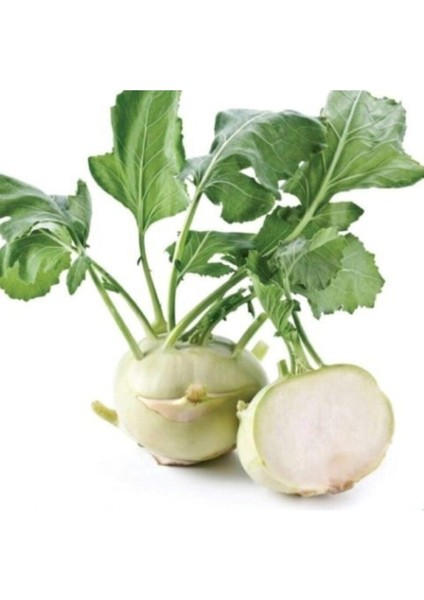 100 Adet Tohum Taze Yerli Alabaş Turp Tohumu Organik Alabaş Turp Tohumları