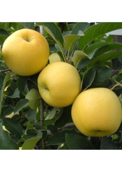 5 Adet Tohum Nadir Organik Niğde Bol Sulu Golden Sarı Elma Tohumu Elma Ağaç Tohumu Hediye Tohum