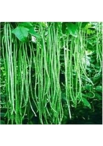 25 Adet Tohum Nadir Organik Sırık Çin Fasulye Fasülye Taze Hasat Çin Fasülyesi Saksı Toprak Hediye