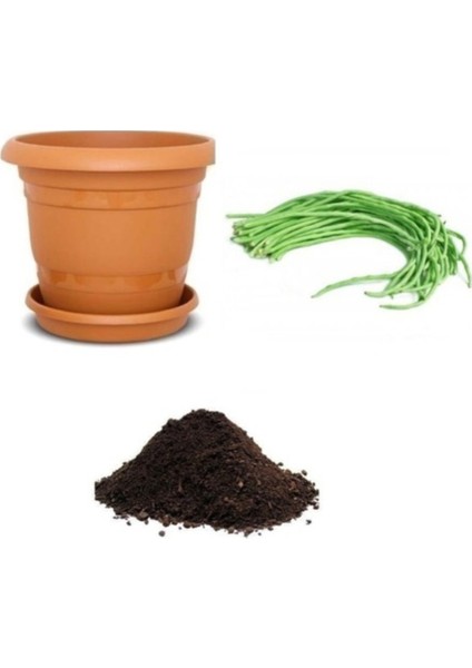 25 Adet Tohum Nadir Organik Sırık Çin Fasulye Fasülye Taze Hasat Çin Fasülyesi Saksı Toprak Hediye modelleri