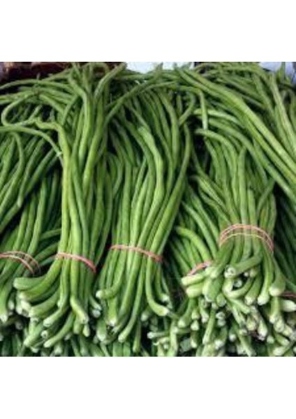 25 Adet Tohum Nadir Bulunan Yeşil Uzun Çin Fasülye Fasulye Tohumu Organik Hediye Tohu