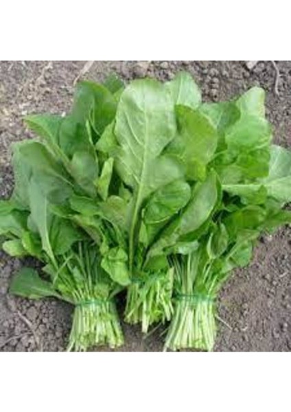 500 Adet Tohum Organik Köy Yerli Roka Tohumu Organik Saksı Toprak Sürpriz Hediyeli