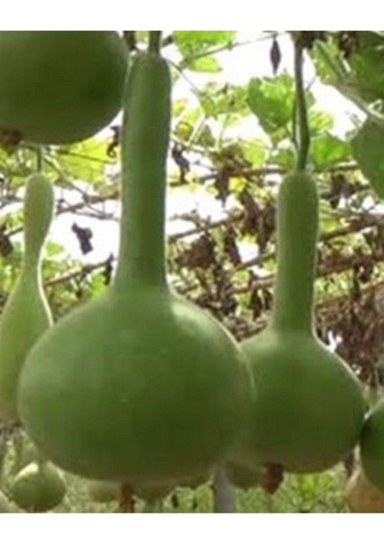 20 Adet Tohum Nadir Süs Su Kabağı Tohumu Kabak Tohumu Sürpriz Hediye Tohumludur