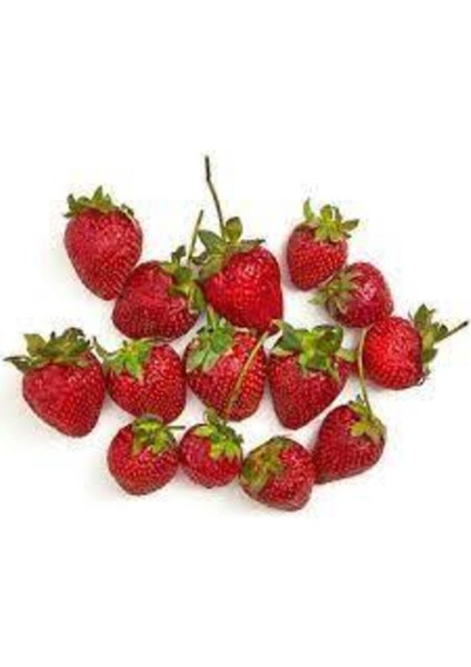 100 Adet Tohum Organik Çilek Tohumu Doğal Çilek Tohum Köy Çileği Tohumu Sürpriz Kediye Tohum