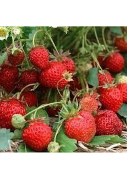 100 Adet Tohum Organik Çilek Tohumu Doğal Çilek Tohum Köy Çileği Tohumu Sürpriz Kediye Tohum fiyatları