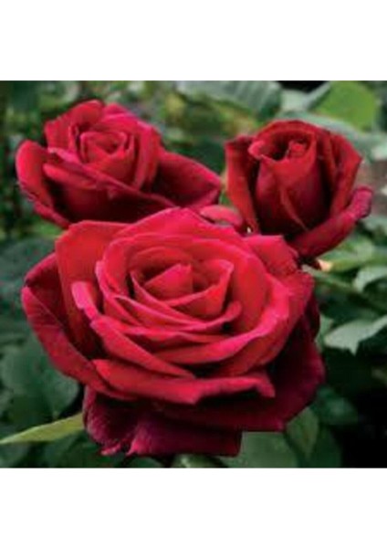 15 Adet Tohum Nadir Kırmızı Gül Tohumu Bahçe Gülü Saksı Toprak Sürpriz Hediye Tohumlu fiyatları