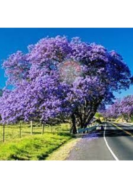 10 Adet Tohum Jakaranda Dev Jakaranda Ağacı Tohumu Sürpriz Hediye Bonsai Ağacı Tohumu