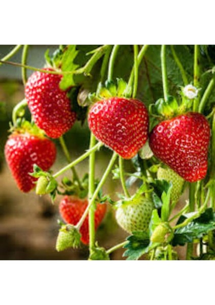 50 Adet Tohum Nadir Organik Antalya Çilek Tohumu Taze Hediye Tohumlu