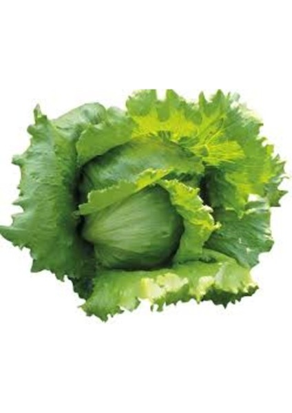 500 Adet Tohum Organik Aysberk Aysberg Hobi Bahçe Marul Tohumu Hediyelidir