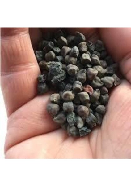 50 Adet Tohum Nadir Bulunan Kara Nohut Tohumu Organik Bahçe Siyah Nohut Tohumu Hediyeli