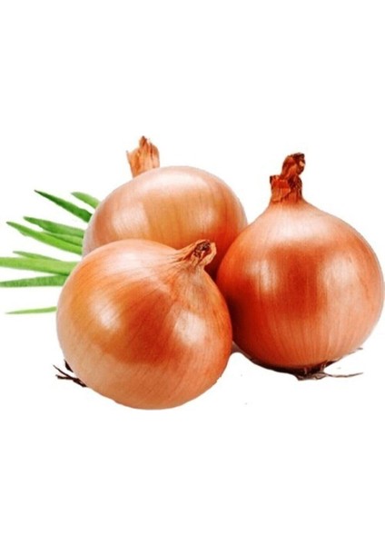 200 Adet Organik Kuru Soğan Tohumu Yeni Hasat Tohum Yeni Doğal Tohumlar Hediye Tohumlu