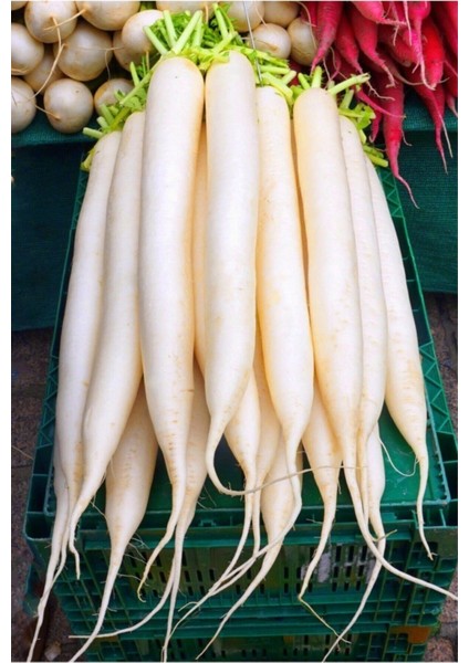 200 Adet Tohum Nadir Beyaz Uzun Turp Tohumu Beyaz Çin Turpu Tohumu Sürpriz Hediye Tohumludur