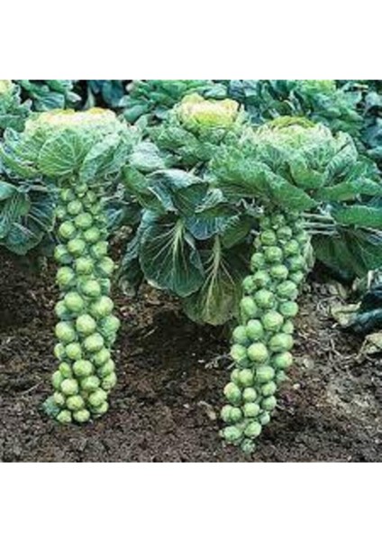 50 Adet Tohum Yerli Bürüksel Lahana Tohumu Süpriz Hediye Tohum Brüksel Lahanası Lahana