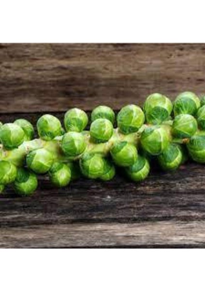 50 Adet Tohum Yerli Bürüksel Lahana Tohumu Süpriz Hediye Tohum Brüksel Lahanası Lahana fiyatları