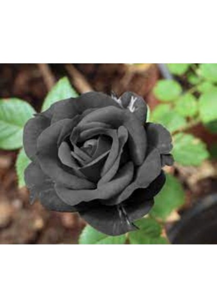10 Adet Tohum Halfeti Siyah Gül Tohumu Asillerin Gülü Siyah Tohum