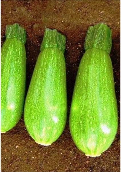 10 Adet Tohum Nadir Organik Dolmalık Yeşil Taze Kabak Tohumu Hobi Bahçe Tohum Hediye Tohum fiyatları