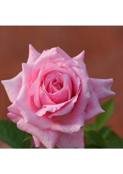 10 Adet Tohum Nadir Pembe Osmanlı Saray Bahçesi Gül Tohumu Pembe Bahçe Gülü Saksı Toprak Hediyemiz