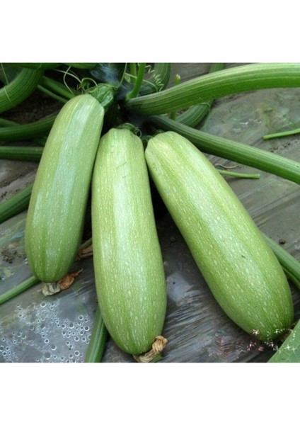 15 Adet Tohum Beyaz Dolmalık Kabak Tohumu Organik Yeşil Dolmalık Kabak Yeni Hasat Hediye Tohumlu
