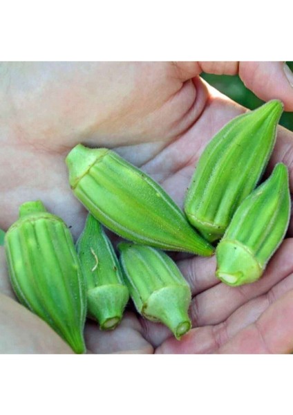 30 Adet Tohum Organik Minik Bamya Tohumu Yeni Hasat Köy Bamyası Tohum Saksı Toprak