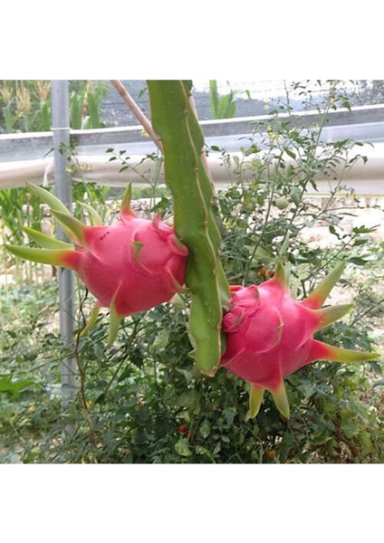 Kırmızı Pitaya Ağacı Tohum Ithal Ejder Meyvesi Tohumu 10 Adet Tohum modelleri