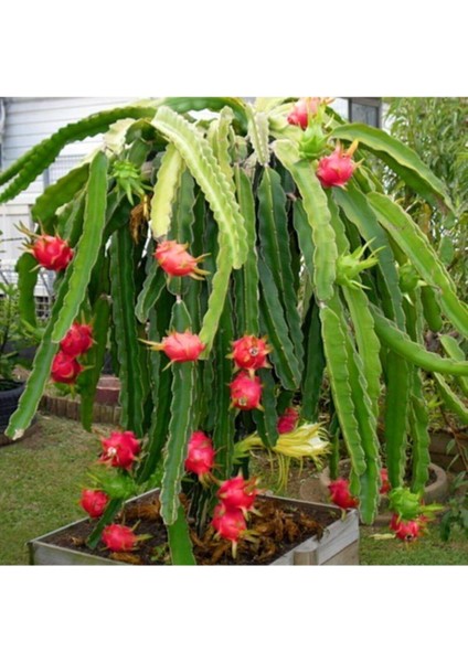 Kırmızı Pitaya Ağacı Tohum Ithal Ejder Meyvesi Tohumu 10 Adet Tohum fırsatları