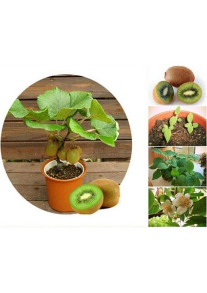 Bodur Bonsai Kivi Ağacı Tohumu Yeşil Tatlı Kivi Ağacı Tohumu 5 Adet Tohum fiyatları