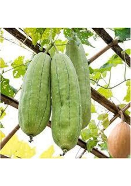 100 Adet Tohum Eko Paket Lif Kabak Tohumu Kabak Tohumu Lif Kabağı Tohumu Sürpriz Hediye Tohumludur fiyatları