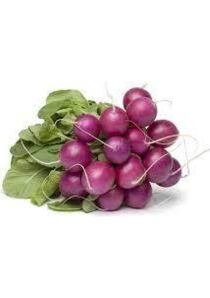 200 Adet Tohum Organik Köy Nadir Mor Turp Tohumu Sürpriz Hediye Sebze Tohumu Hediye