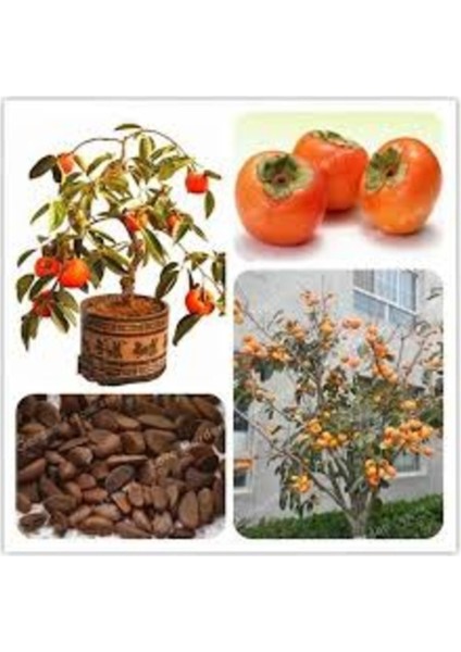 5 Adet Tohum Organik Trabzon Bal Hurma Tohumu Trabzon Hurması Bonsai