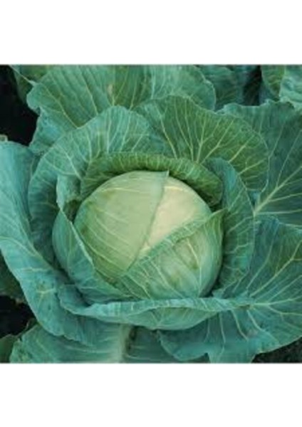 200 Adet Tohum Nadir Hobi Bahçe Turşuluk Lahana Tohumu Yeni Hasat