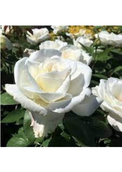 10 Adet Tohum Nadir Beyaz Gül Tohumu Organik Bahçe Gülü fiyatları