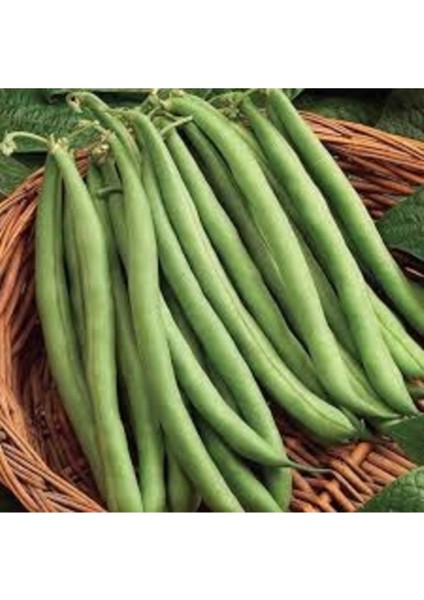 100 Adet Tohum Nadir Kılçıksız Gina Taze Fasulye Tohumu Hobi Bahçe Tohumu