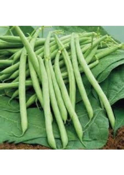 100 Adet Tohum Nadir Kılçıksız Gina Taze Fasulye Tohumu Hobi Bahçe Tohumu fiyatları