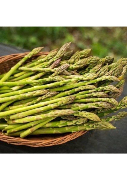 30 Adet Tohum Nadir Bulunan Kuşkonmaz Sebze Tohumu Yeni Hasat Balkon Kuşkonmazı Tohum