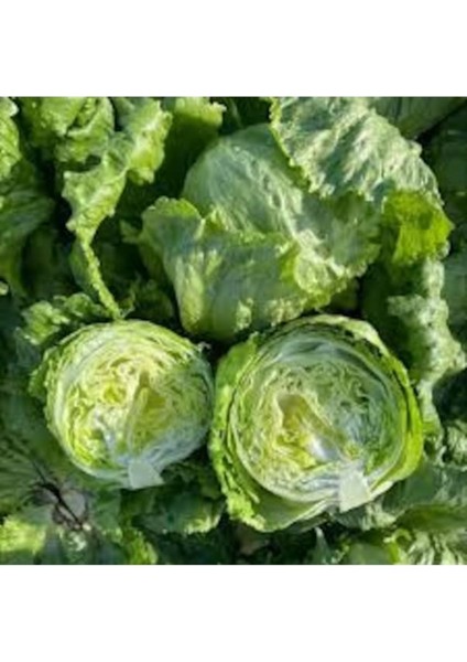 75 Adet Tohum Organik Hobi Bahçe Aysberk Aysberg Göbekli Top Marul Tohumu