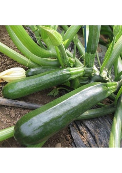 20 Adet Tohum Eko Paket Kara Kolsuz Kabak Tohumu Lezzetli Kabak Sürpriz Hediye Tohumludur