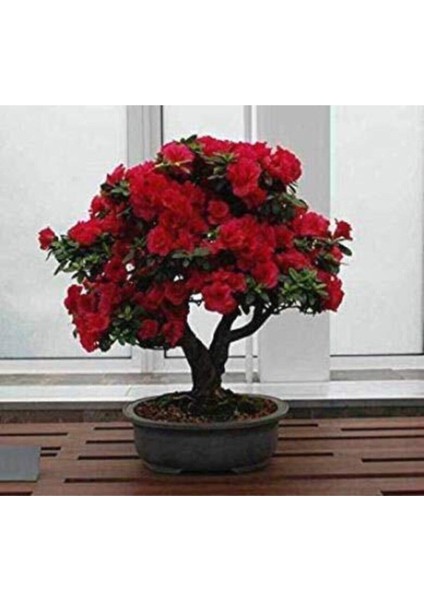 10 Adet Tohum Bodur Bonsai Kırmızı Gül Ağacı Bonzai Tohumu Saksı Toprak Hediyemizdir