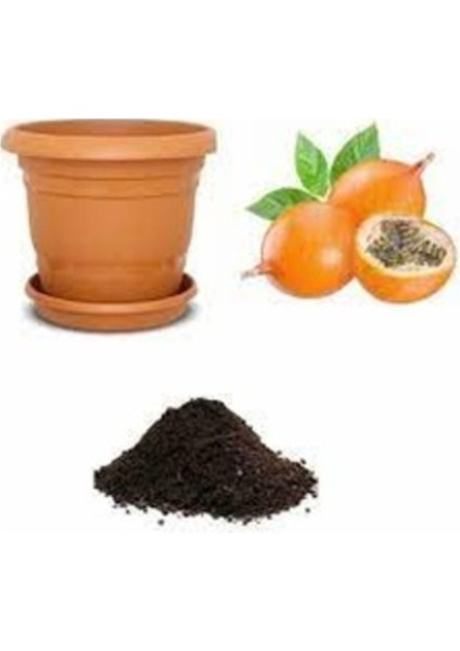 15 Adet Tohum Tropikal Meyve Ağaç Grandilla Meyve Ağaç Tohumu Saksı Toprak Hediyemiz